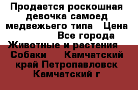 Продается роскошная девочка самоед медвежьего типа › Цена ­ 35 000 - Все города Животные и растения » Собаки   . Камчатский край,Петропавловск-Камчатский г.